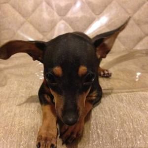 Meet your Posher, Dolores